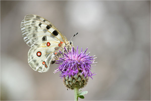 Roter Apollo (Parnassius apollo testoutensis), Frankreich, Dep. Savoie