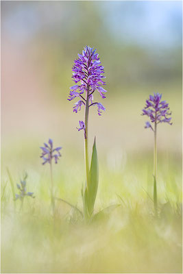 Helm-Knabenkraut (Orchis militaris), Schweden, Farö