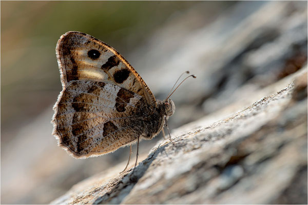Chazara briseis