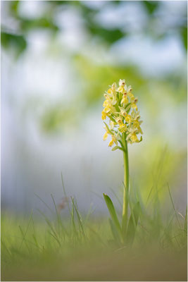 Holunder-Fingerwurz (Dactylorhiza sambucina), Schweden, Gotland