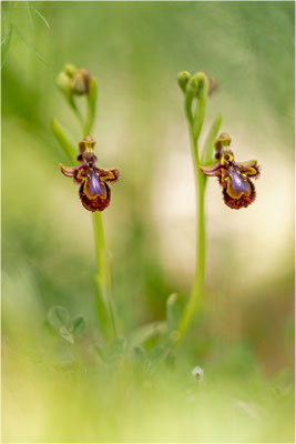 Spiegel-Ragwurz (Ophrys speculum)