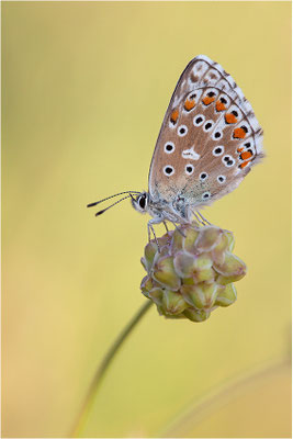 Himmelblauer Bläuling (Polyommatus bellargus), Weibchen, Frankreich, Ardèche