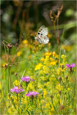 Roter Apollo (Parnassius apollo apollo), Schweden, Småland
