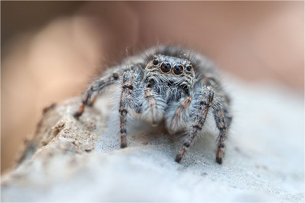 Goldaugen-Springspinne (Philaeus chrysops), Weibchen, Frankreich, Ardèche