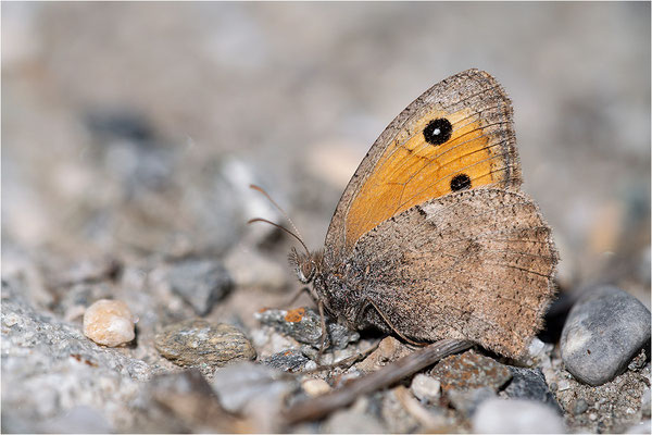 Kleines Ochsenauge (Hyponophele lycaon), Frankreich, Dep. Savoie