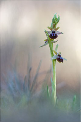 Ophrys passionis, Bouches-du-Rhône