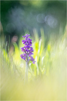 Kleine Hundswurz (Anacamptis morio morio), Baden-Württemberg, Deutschland