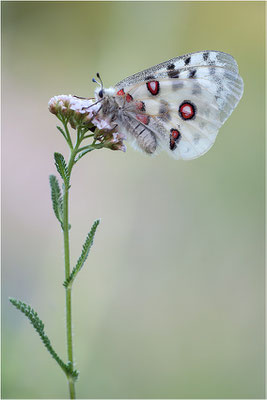 Roter Apollo (Parnassius apollo melliculus), Deutschland, Franken