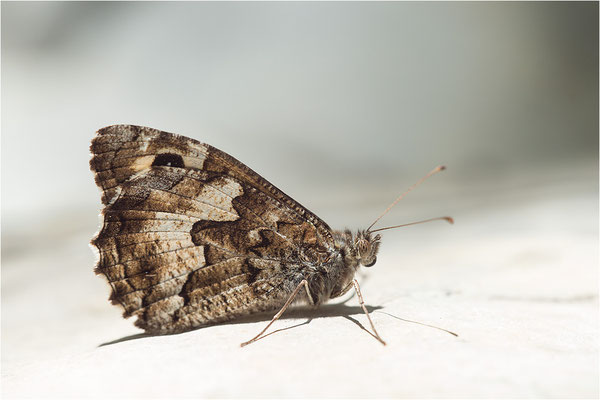 Kleiner Waldportier (Hipparchia alcyone), Frankreich, Dep. Drôme