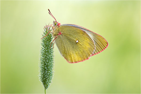 Hochmoor-Gelbling (Colias palaeno), Finnland, Etelä-Pohjanmaa