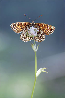 Baldrian-Scheckenfalter (Melitaea diamina), Schweiz, Kanton Bern