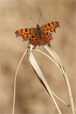 C-Falter (Polygonia c-album), Deutschland, Baden-Württemberg