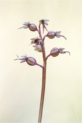 Kleines Zweiblatt (Listera cordata), Gotland, Schweden