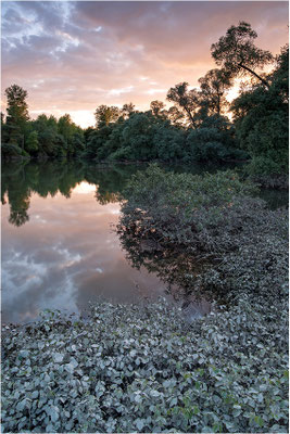 Rheinaue, Sonnenuntergang, Baden-Württemberg