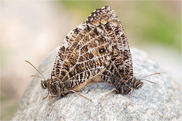 Gletscherfalter (Oeneis glacialis), Paarung, Italien, Region Aostatal, 2300m