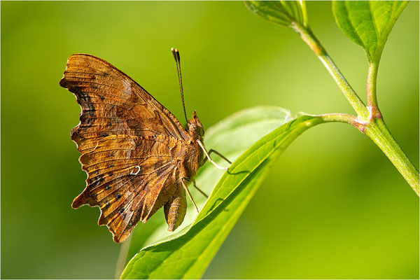 C-Falter (Polygonia c-album), Deutschland, Baden-Württemberg