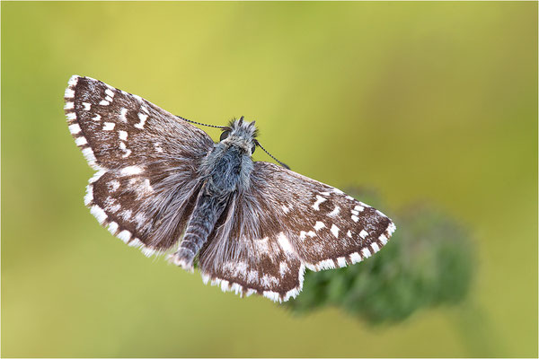 Ambossfleck-Würfeldickkopffalter (Pyrgus onopordi), Männchen, Frankreich, Drôme