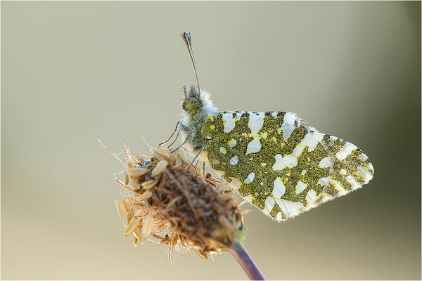 Westlicher Gesprenkelter Weißling (Euchloe crameri), Frankreich, Ardèche