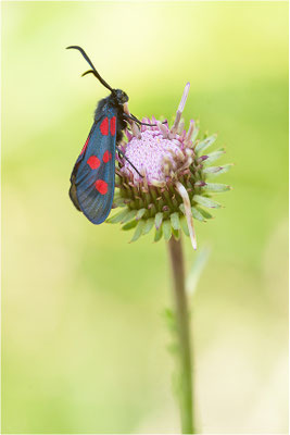 Großes Fünffleck-Widderchen (Zygaena lonicerae), Schweiz, Wallis