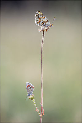 Flockenblumen-Scheckenfalter (Melitaea phoebe), Frankreich, Savoie