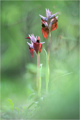 Herzförmiger Zungenstendel (Serapias cordigera), Italien, Sardinien