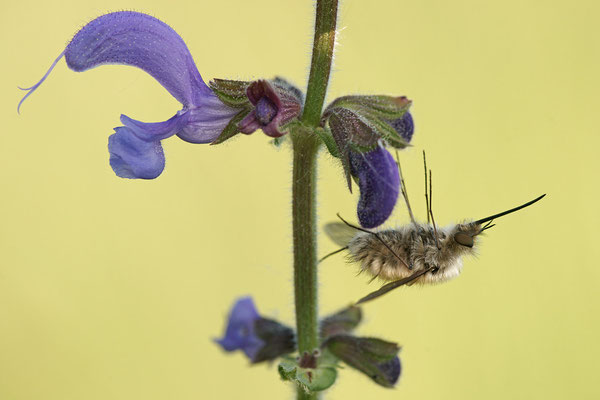 Kleiner Wollschweber (Bombylius minor), Deutschland, Baden-Württemberg