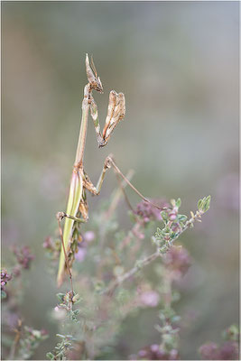 Hauben-Fangschrecke (Empusa pennata), Weibchen, Frankreich, Ardèche
