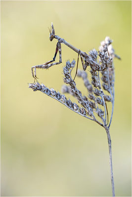 Hauben-Fangschrecke (Empusa pennata), Weibchen (subadult), Frankreich, Drôme