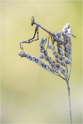 Hauben-Fangschrecke (Empusa pennata), Weibchen (subadult), Frankreich, Drôme