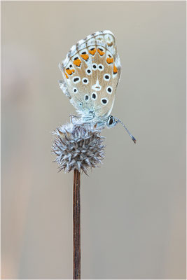 Silbergrüner Bläuling (Polyommatus coridon), Frankreich, Ardèche