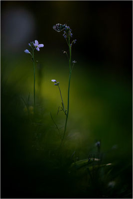 Aurorafalter (Anthocharis cardamines), Männchen, Deutschland, Baden-Württemberg