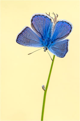 Hauhechel-Bläuling (Polyommatus icarus), Männchen, Spanien, Pyrenäen, Prov. Lleida