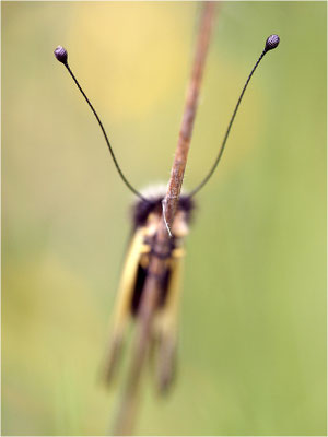 Libellen-Schmetterlingshaft (Libelloides coccajus), Frankreich, Ardèche