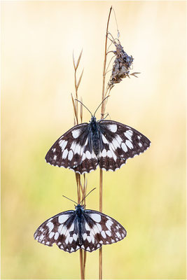 Schachbrettfalter (Melanargia galathea), Männchen, Deutschland, Baden-Württemberg