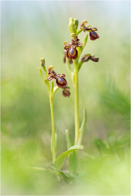 Spiegel-Ragwurz (Ophrys speculum)