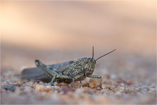 Ägyptische Wanderheuschrecke (Anacridium aegyptium), Männchen, Frankreich, Var