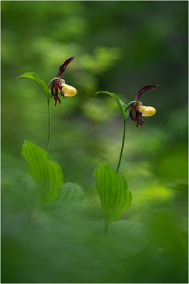 Gelber Frauenschuh (Cypripedium calceolus), Frankreich, Dep. Isere