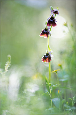 Chesterman´s Ragwurz (Ophrys chestermanii)