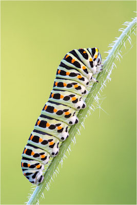 Schwalbenschwanz (Papilio machaon)