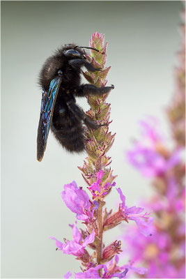 Violette Holzbiene (Xylocopa violacea), Männchen, Frankreich, Drôme