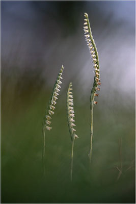 Herbst-Drehwurz (Spiranthes spiralis), Frankreich, Alsace