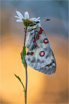 Roter Apollo (Parnassius apollo vercoricus), Frankreich, Dep. Isere