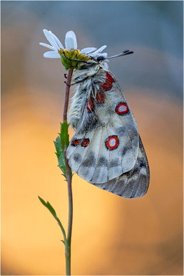Roter Apollo (Parnassius apollo vercoricus), Frankreich, Dep. Isere