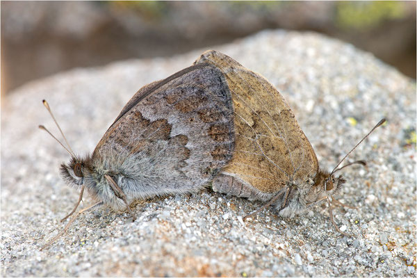 Schillernder Mohrenfalter (Erebia cassioides), Frankreich, Dep. Alpes-Maritimes