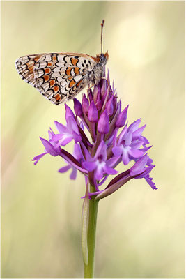 Flockenblumen-Scheckenfalter (Melitaea phoebe), Frankreich, Ardèche