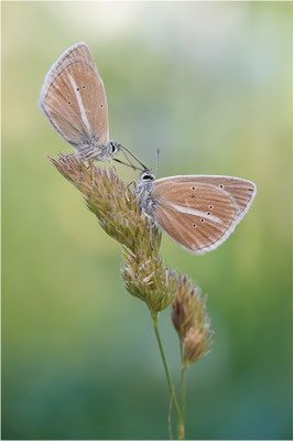 Weißdolch-Bläuling (Polyommatus damon), Männchen, Schweiz, Wallis