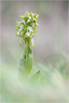 Riesen-Knabenkraut (Himantoglossum robertianum), Provence, Frankreich