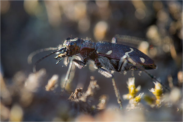 Heide-Sandlaufkäfer (Cicindela sylvatica), Schweden, Farö