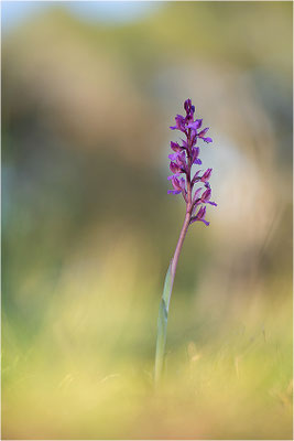 Anacamptis ×gennarii - Hybride aus Schmetterlings-Hundswurz (Anacamptis papilionacea) und Kleiner Hundswurz (Anacamptis morio picta),, Dep. Var, Frankreich