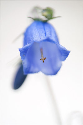 Glockenblume (Campanula spec.), Schweiz, Kanton Bern